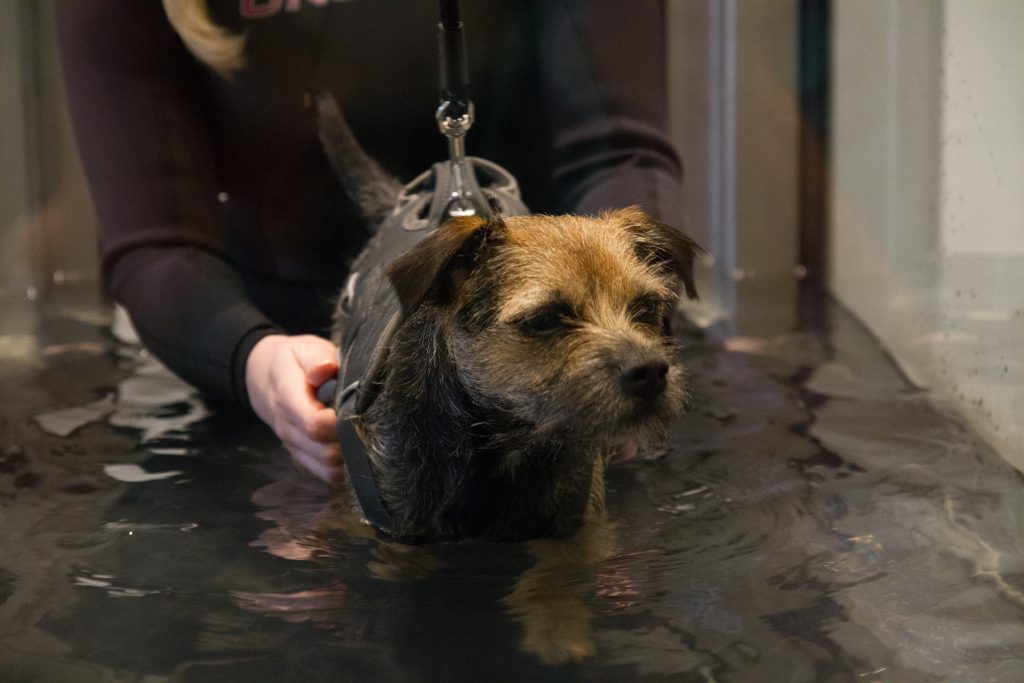 Hydrotherapy - Underwater Treadmill