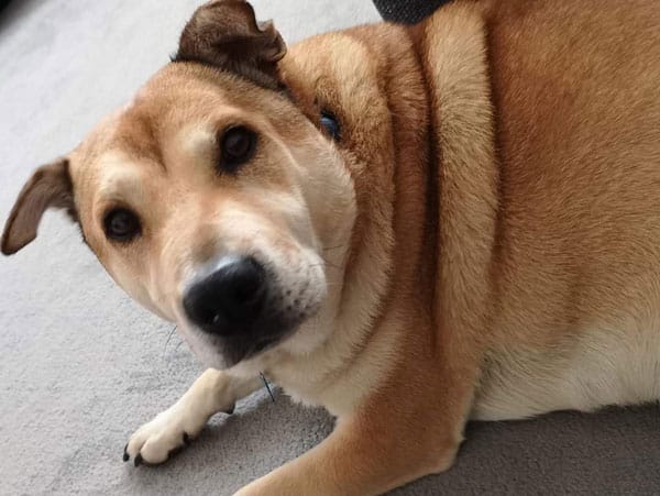 Davies Veterinary Specialists Therapy and Fitness Centre physiotherapy