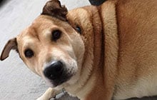 Davies Veterinary Specialists Therapy and Fitness Centre Physiotherapy testimonial